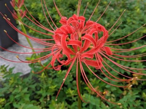 彼岸花|彼岸花（ヒガンバナ）とは ＜花言葉・由来・開花時期などを紹。